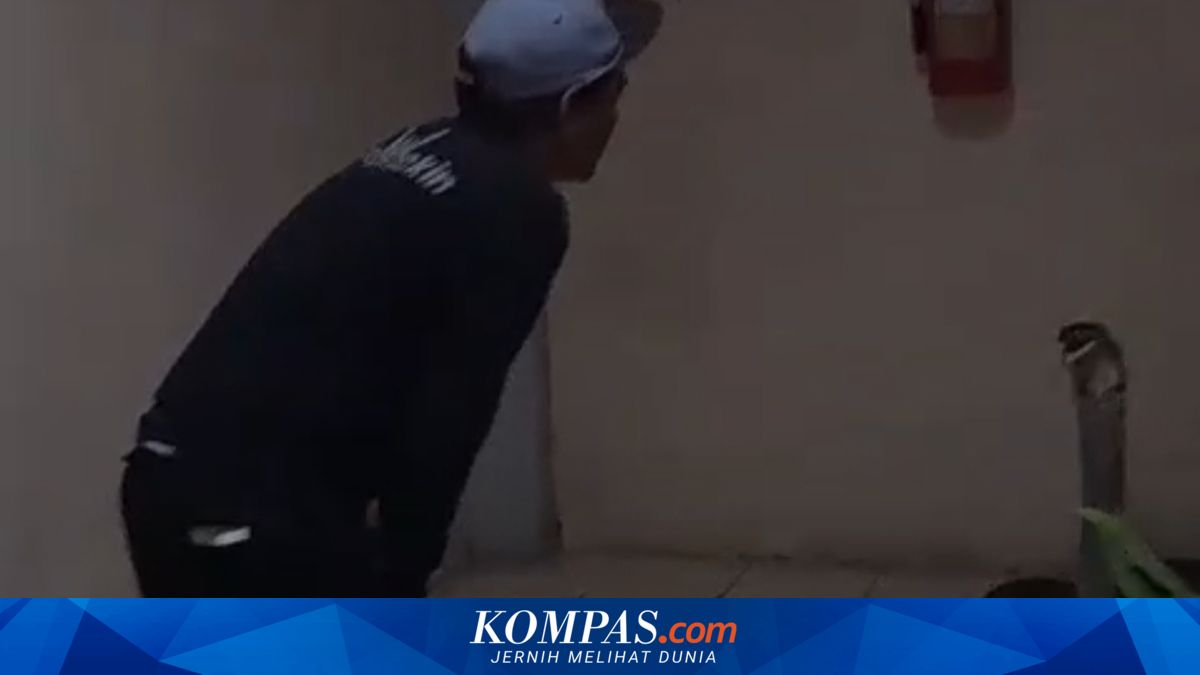 Warga Diminta Jangan Asal Tangkap King Kobra