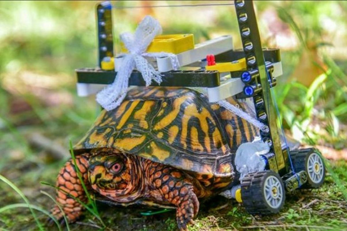 Kura-kura di Maryland mendapatkan kursi roda dari Lego