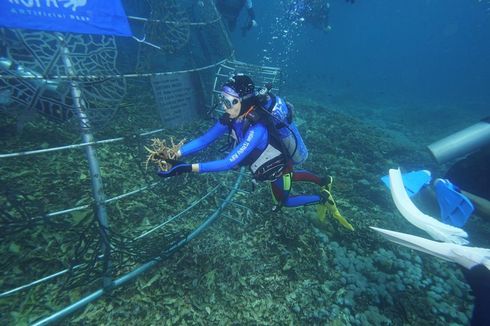 Ada Penurunan Instalasi Buatan, Terumbu Karang Jikomalamo di Maluku Rusak 