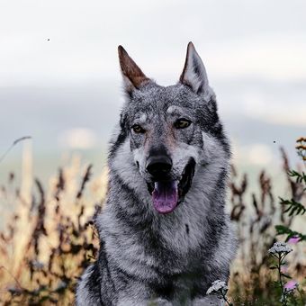 Ilustrasi anjing Wolfdog.