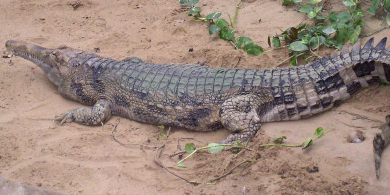 Ilustrasi buaya senyulong (Tomistoma schlegelii)