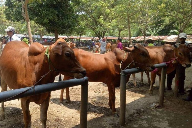 Pedagang sapi di Pasar Bangkal Kabupaten Sumenep, Jawa Timur, Kamis (12/5/2022). 