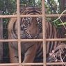 BKSDA Conservationists in West Sumatra, Indonesia Trap Sumatran Tigers