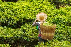 Upaya Angkat Harkat Petani dan Tanaman Teh lewat Kenduri Teh Indonesia