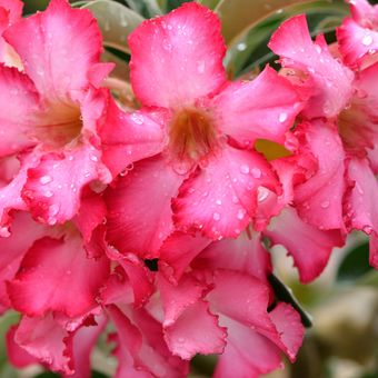 Ilustrasi bunga desert rose atau kamboja jepang atau adenium. 