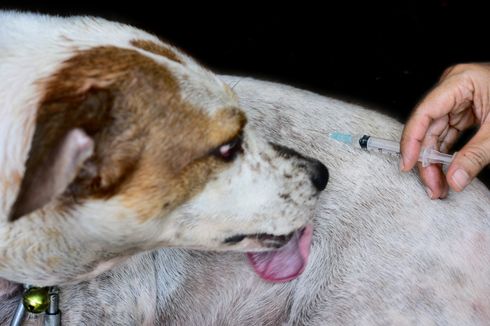 Cara Dapat Vaksin Rabies Gratis untuk Kucing dan Anjing di Jakarta, Bandung, dan DIY