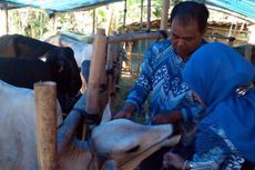 Tasik Waspadai Sapi Asal Bogor karena Rawan Antraks