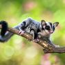 Apakah Sugar Glider Aktif pada Malam atau Siang Hari?  