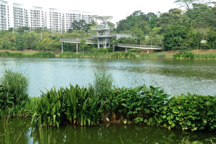 Ilustrasi Yishun Pond Park atau Taman Yishun Pond, salah satu taman terapi baru di Singapura. 