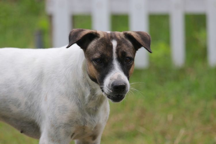 Seekor anjing berkeliaran di halaman warga Pentadio Timur Kecamatan Talaga Biru Kabupaten Gorontalo. Di desa ini terjadi beberapa kali kasus gigitan anjing penular rabies.