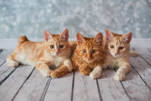 Ras Kucing American Bobtail, Karakteristik, dan Cara Perawatannya