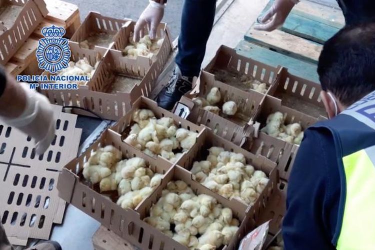 Ribuan anak ayam ditemukan di bandara Madrid, Spanyol. Banyak di antaranya tewas karena ditinggal 3 hari tanpa makan dan minum. Kelompok perlindungan hewan dipanggil untuk membantu anak ayam yang selamat.