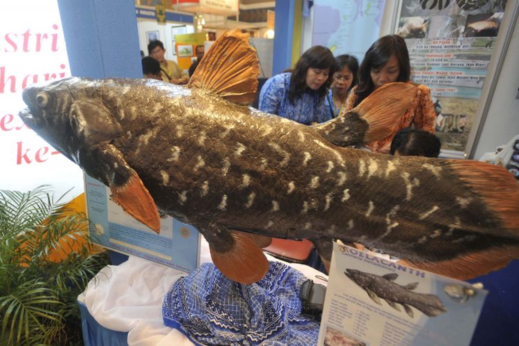 Apa Kabar Ikan Raja Laut Hewan  Purba  di Laut Sulawesi  