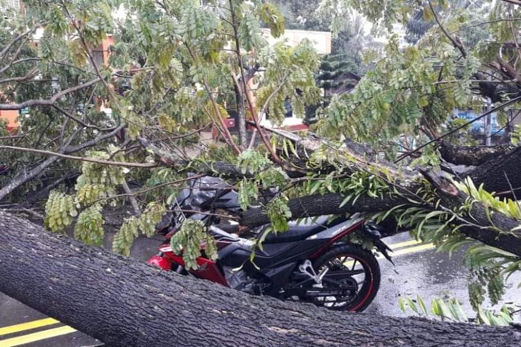 Sebuah pohon di Jalan Jenderal Sudirman, kawasan batu Merah, Kecamatan Sirimau, Kota Ambon tumbang dan menimpa tiga pengendara sepeda motor, Rabu (23/3/2022)