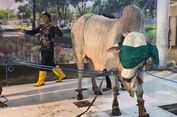 Penggunaan APBN untuk Pembelian Hewan Kurban Presiden Dinilai Sah untuk Kepentingan Rakyat