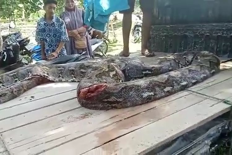 Ular piton sepanjang sekitar 9 meter muncul dan menggegerkan warga Desa Lahaji, Kecamatan Napano Kusambi, Kabupaten Muna Barat, Sulawesi Tenggara, Rabu (22/2/2023).