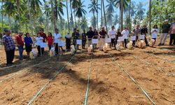 Genjot Produksi Jagung Nasional, Kementan Lakukan Penanaman Terintegrasi di Kebun Kelapa