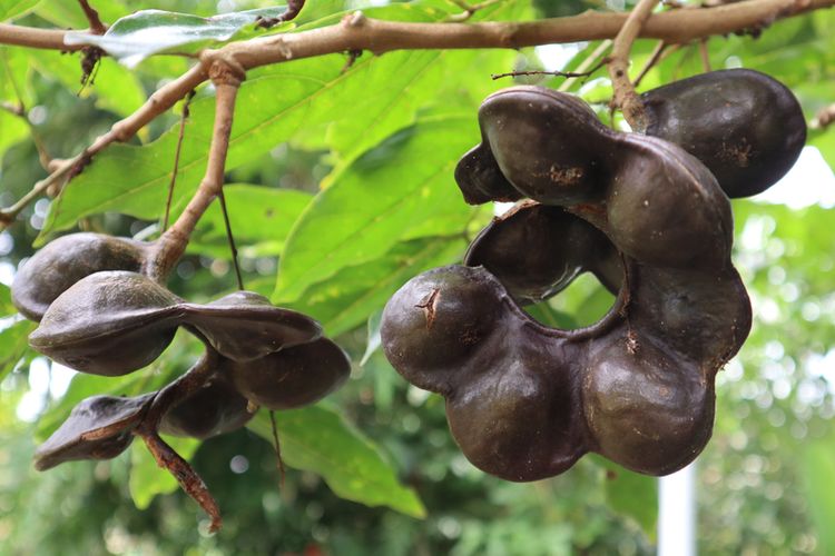 Ilustrasi buah jengkol, pohon jengkol. .