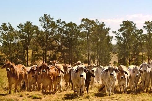 Cuaca Panas Akibatkan 500 Ekor Sapi Mati di Australia Barat