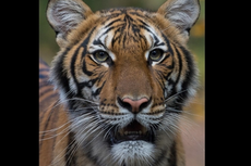 Bertambah Lagi, 4 Harimau dan 3 Singa Afrika Positif Covid-19 di Kebun Binatang AS