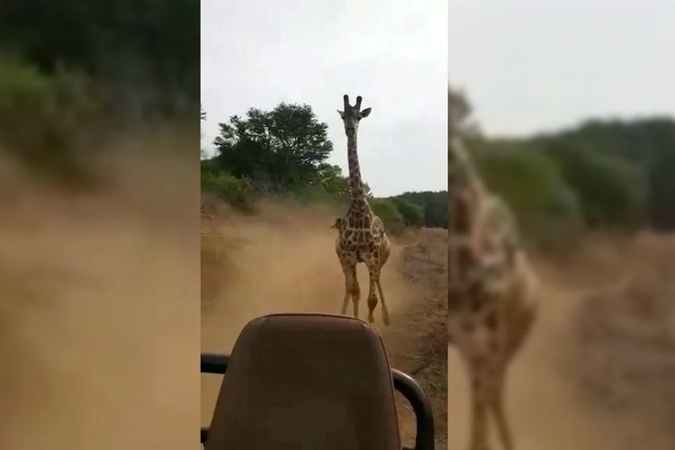 Tangkapan layar video yang merekam seekor jerapah mengejar mobil safari yang ditumpangi wisatawan di Suaka Margasatwa Masai Mara di Kenya. Peristia itu terjadi pada 9 Desember.
