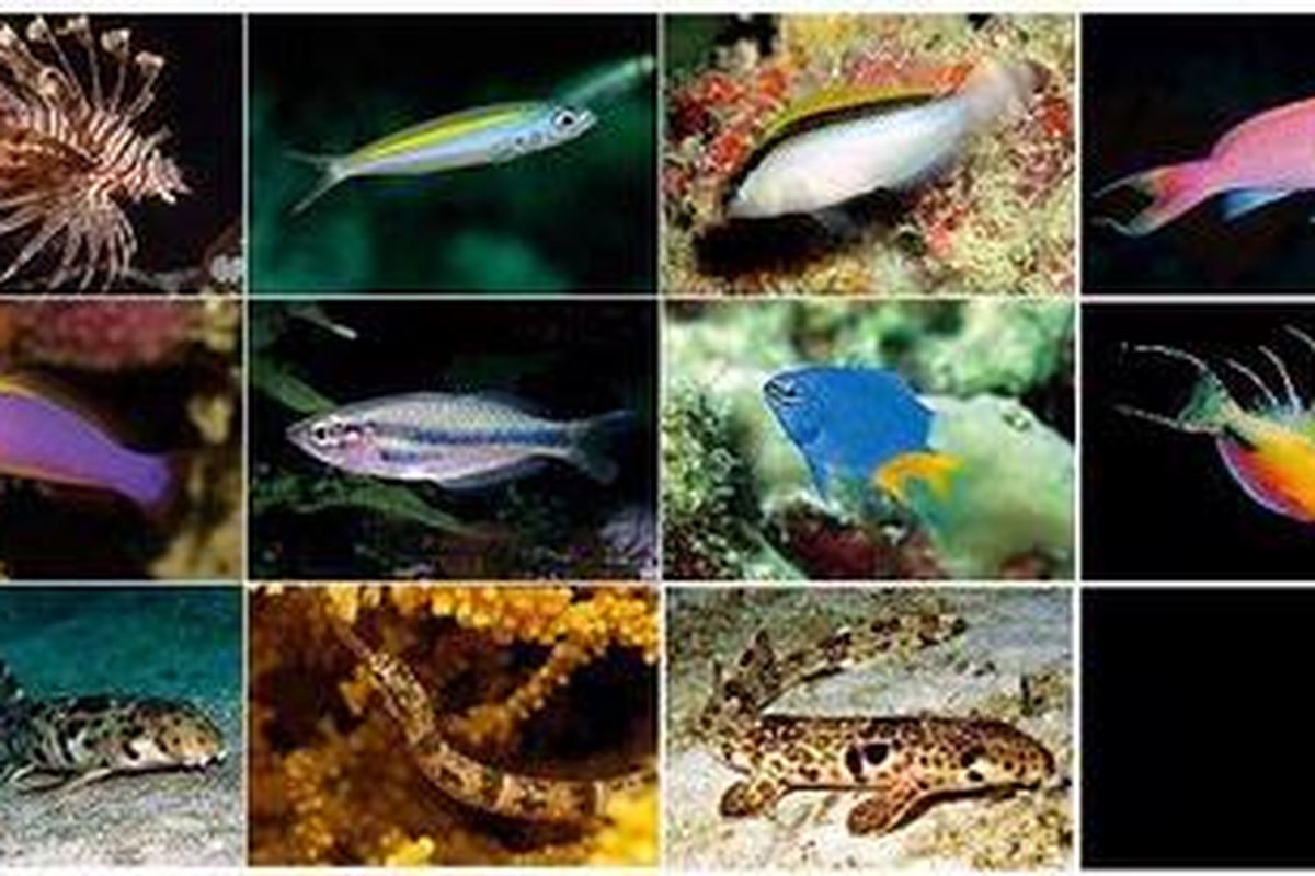 11 spesies baru yang ditemukan di Raja Ampat (dari atas, kiri ke kanan) masing-masing Pterois andover, Pterocaesio monikae, Pseudochromis jace, Pseudanthias charlenae, Pictichromus caitlinae, Melanotaenia synergos, Chrysiptera giti, Paracheilinus nursalim, Hemiscyllium galei, Corythoichthys benedetto, dan Hemiscyllium henryi.