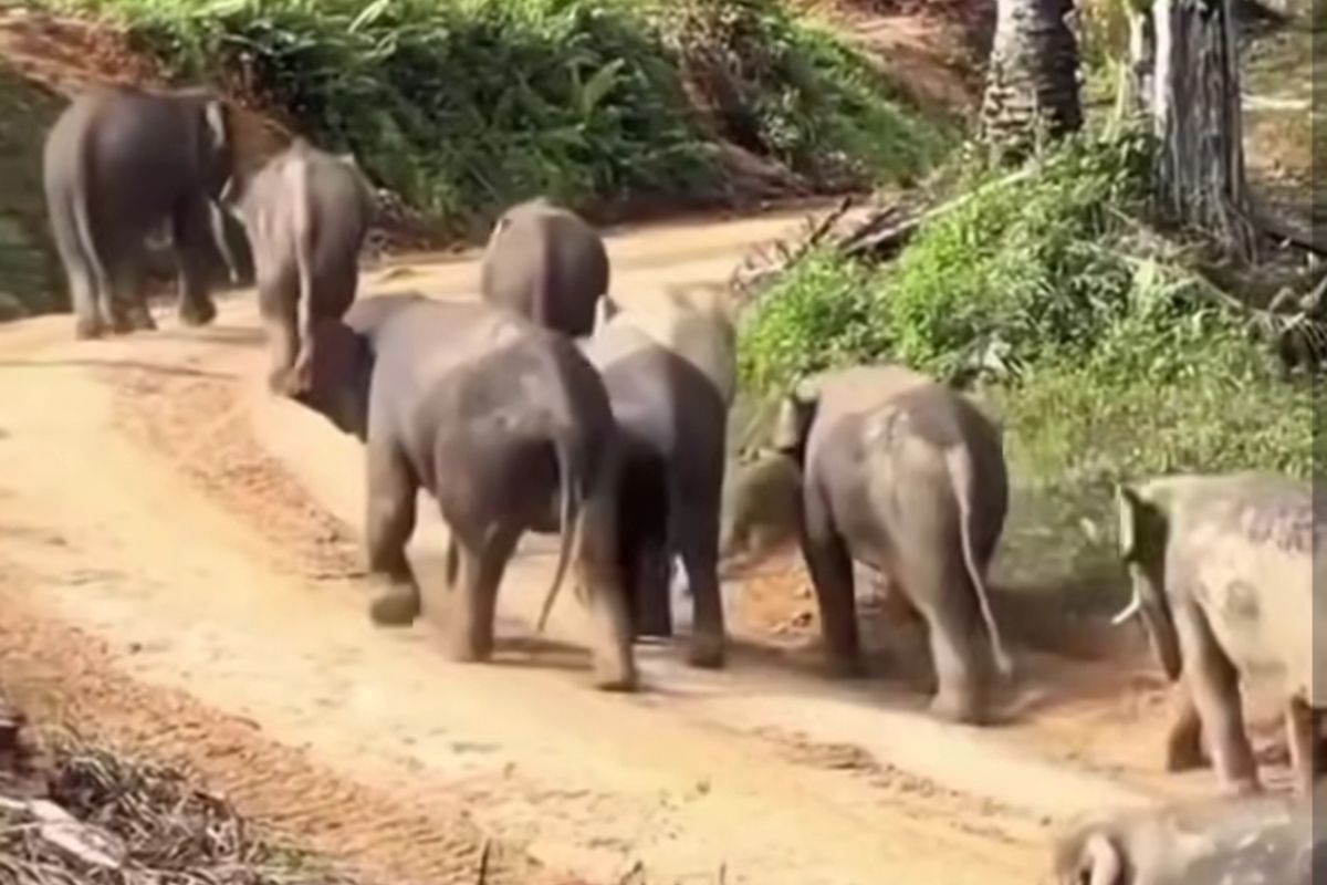 Tangkapan layar video viral kawanan gajah melintas di jalan tanah di kebun sawit, yang diduga berada di TNTN, Kabupaten Pelalawan, Riau, Selasa (25/11/2025).