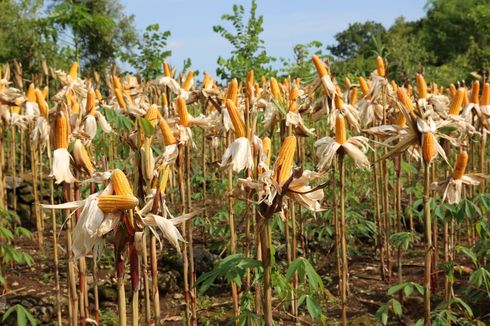 Jagung Lokal Surplus, Pengamat Imbau Pemerintah Tidak Lakukan Impor