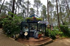 Waktu Terbaik ke Golden Pine Orchid Forest Lembang, Ngeteh di Tengah Hutan