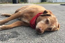 Anjing Ini Tidur di Lokasi Majikannya Tewas akibat Tabrak Lari