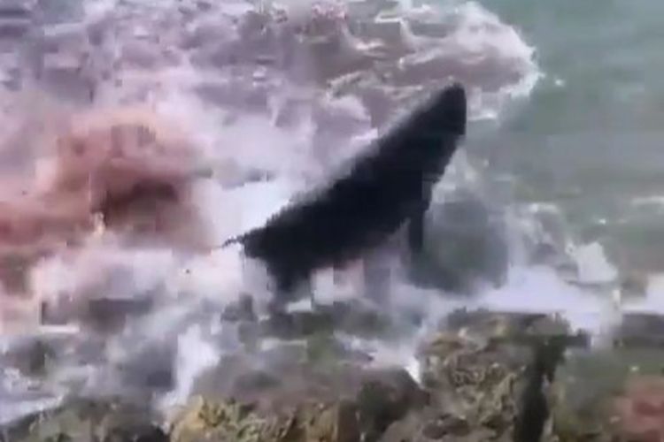 Tangkapan layar Lumba-lumba menggelepar di pinggir pantai