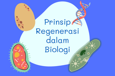 Prinsip Regenerasi dalam Biologi