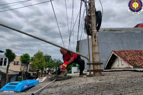 Petugas Damkar Evakuasi Monyet yang Mati Tersetrum di Kediri 