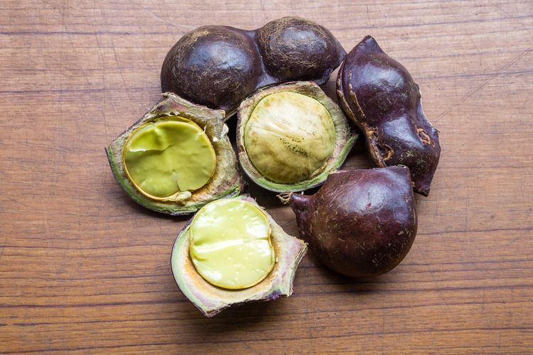 Ilustrasi jengkol, buah jengkol. Kulit jengkol dapat dimanfaatkan sebagai insektisida alami. 