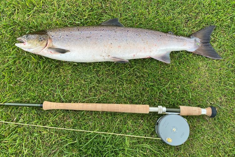 Jangan sekali-kali memegang ikan salmon dengan cara mencurigakan di wilayah Inggris, Anda bisa terkena hukuman yang tak main-main.