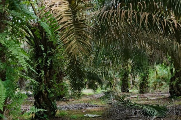 Harga Pupuk Melonjak, Petani Sawit di Bangka Terjepit Biaya Produksi