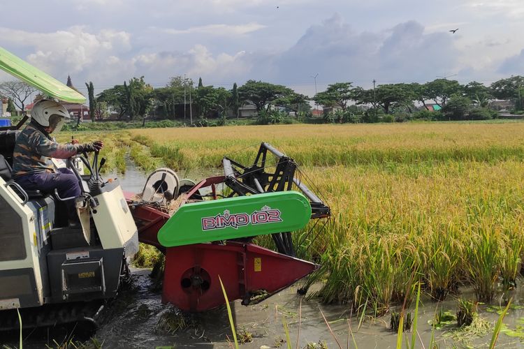 Proses panen padi menggunakan combine di Desa Jogoloyo, Kecamatan Wonorejo, Kabupaten Demak, Senin (4/3/2024). (KOMPAS.COM/NUR ZAIDI)