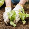 4 Manfaat Kesehatan Berkebun