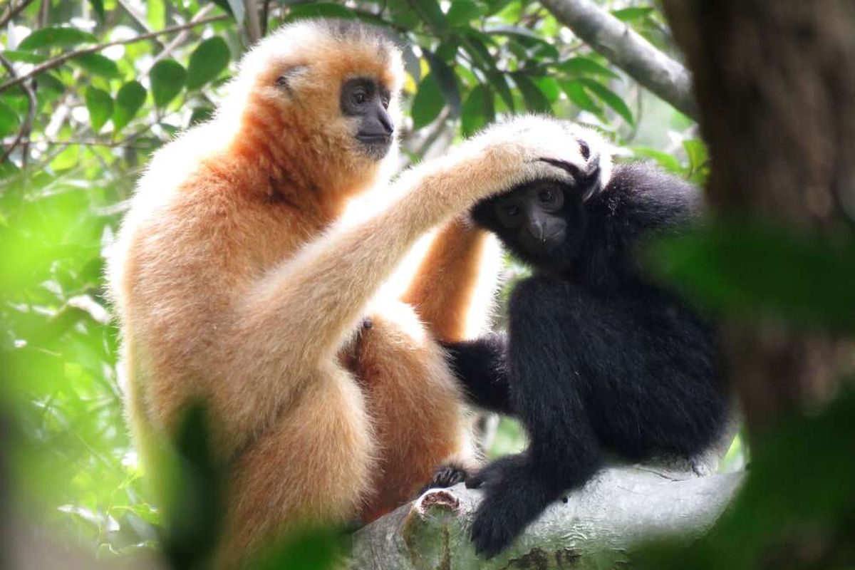 Gibbon Hainan adalah salah satu primata paling langka. Peneliti membangun jembatan untuk selamatkan gibbon dari fragmentasi hutan, habitatnya.