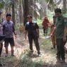 Sapi Milik Warga di Pelalawan Riau Diduga Dimangsa Harimau Sumatera