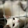 Mengulik Feline Panleukopenia, Penyakit Kucing yang Sangat Berbahaya