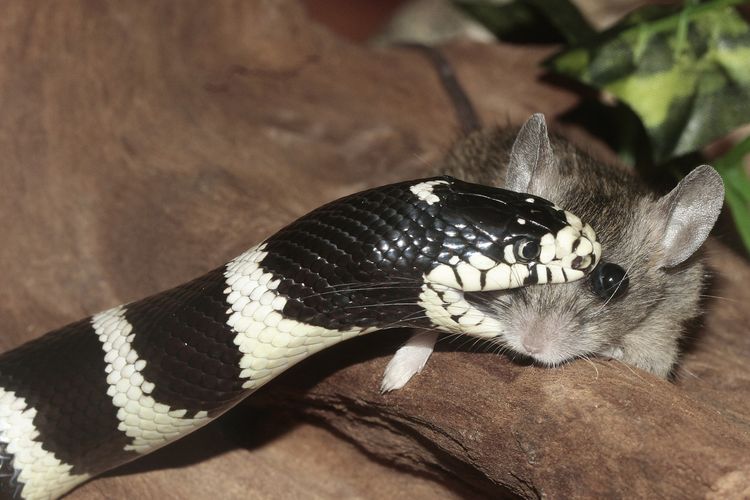 Seekor ular tengah memakan tikus.