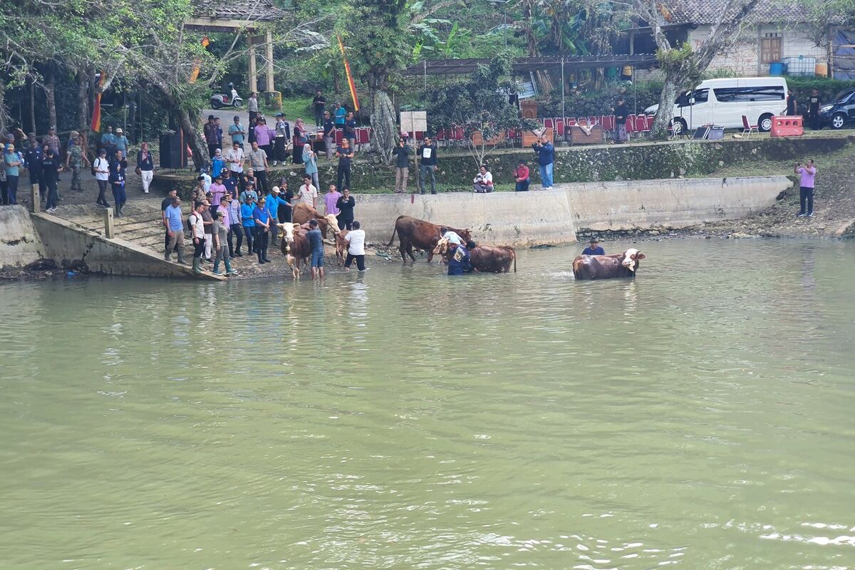 Memandikan sapi di Telaga Ploso, Purwosari, Gunungkidul. Jumat (25/4/2025)