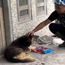 Kisah Anjing Nemo di Semeru, 12 Hari Setia Menunggu Tuannya, Menolak Dievakuasi, Bantu Temukan 3 Jenazah Korban