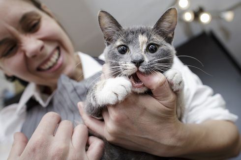 Kucing Peliharaan Suka Menggigit, Tanda Kasih Sayang?