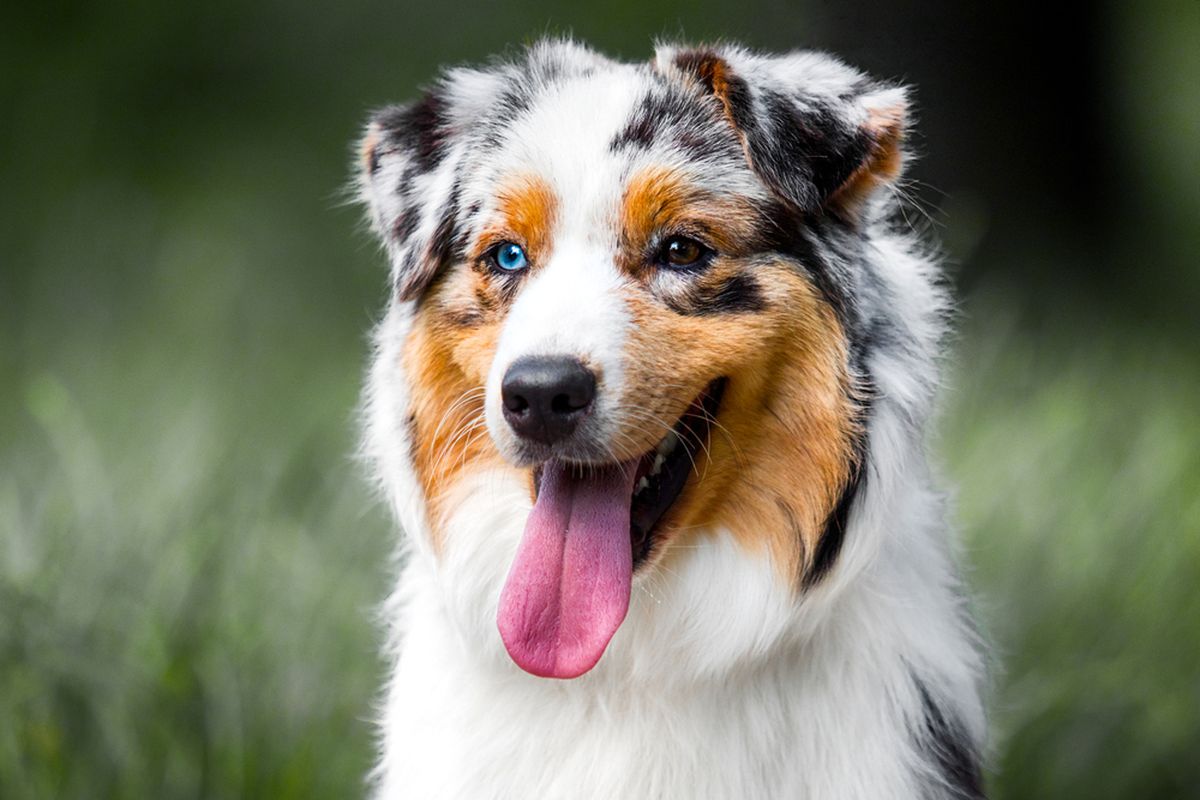 Ilustrasi anjing Australian shepherd. 