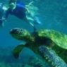 Snorkeling Dengan Kura-Kura di Lombok