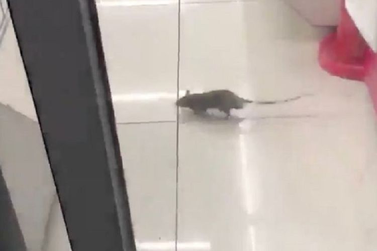 Seekor tikus berlari di toko kota Shibuya, Jepang. Kawanan tikus dilaporkan menyerbu Shibuya sebagai dampak dari Topan Hagibis yang menerjang akhir pekan kemarin.