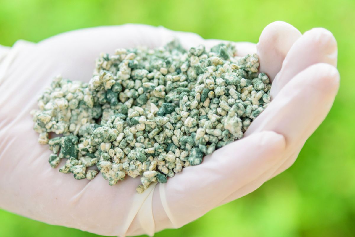 Ilustrasi trichoderma untuk mengendalikan penyakit tanaman.