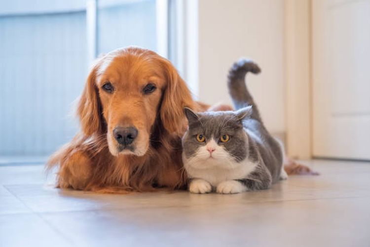 Ilustrasi beberapa kesamaan antara kucing dan anjing.